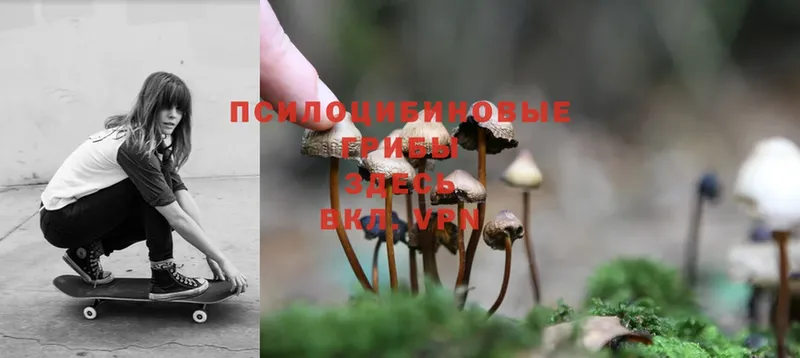 Галлюциногенные грибы Psilocybe  Вытегра 